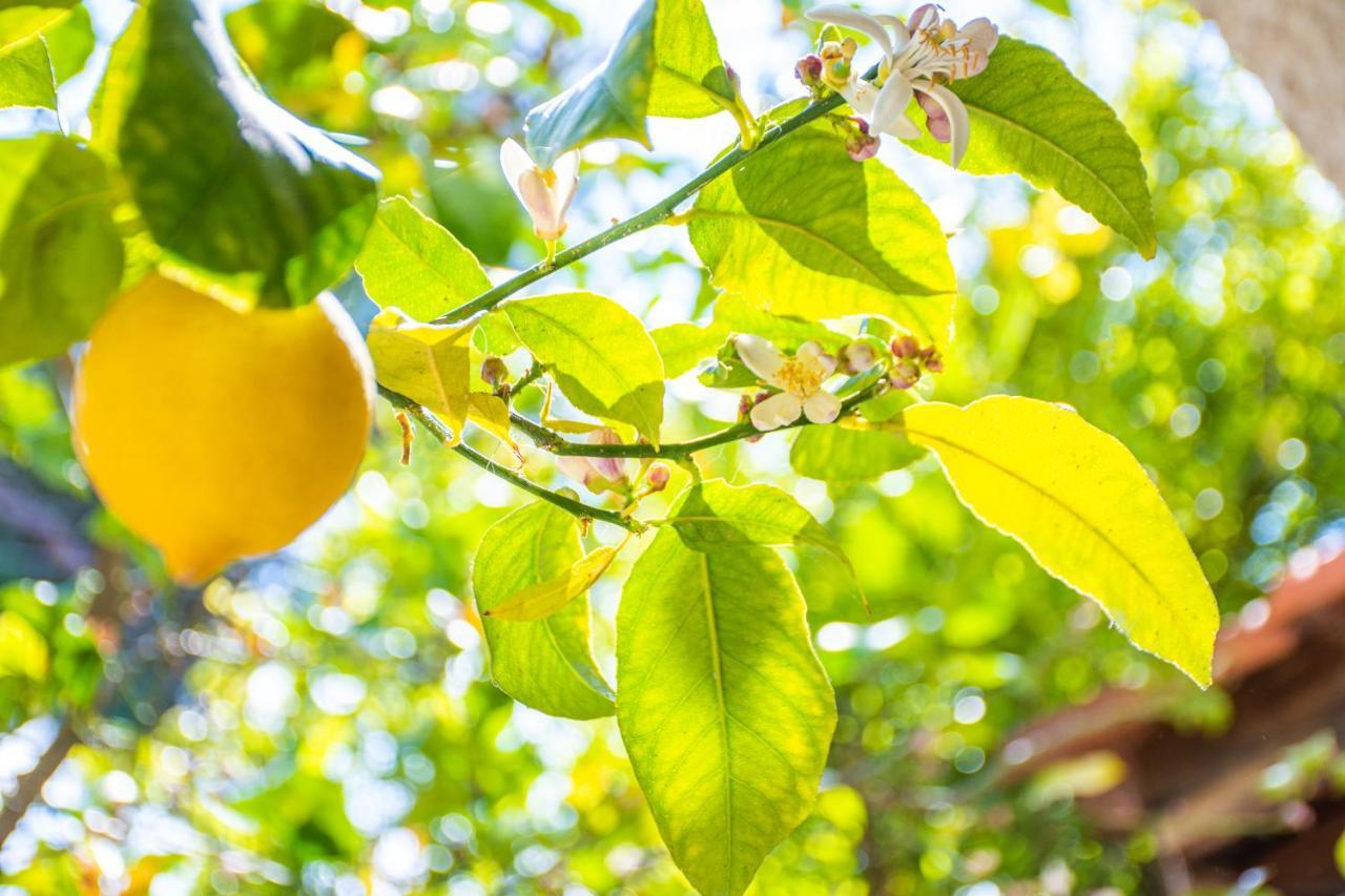 Lemon Tree Zante City Apartment By "Elite" Luaran gambar